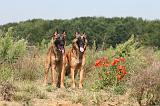 MALINOIS 238